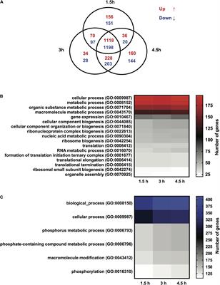 High Cysteine Membrane Proteins (HCMPs) Are Up-Regulated During Giardia-Host Cell Interactions